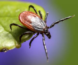 2017 Tick and Lyme Disease Warning